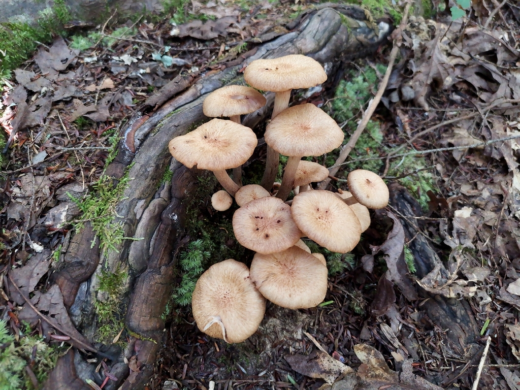 Ringless Honey Mushroom · September 2026 · photo: Photo: (c) Cheryl Stinchcomb, some rights reserved (CC BY) · iNaturalist