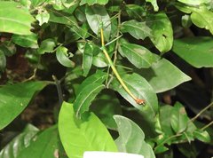 Phraortes stomphax