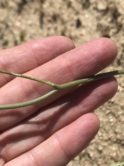 Perideridia parishii