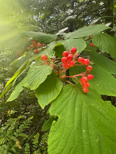 hobblebush