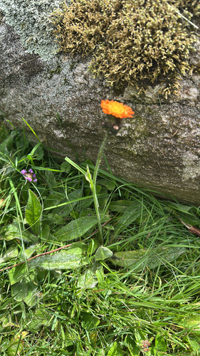 orange hawkweed
