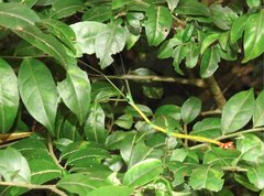 Phraortes stomphax