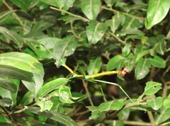 Phraortes stomphax