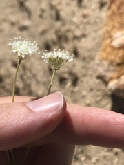 Perideridia parishii