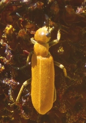 Epicauta ferruginea