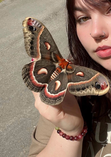 Cecropia Moth