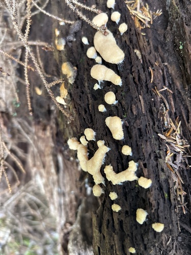 Dog Vomit Slime Mold