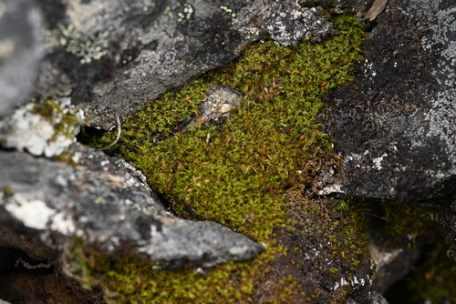 Hymenoloma crispulum observed 2026-07-14