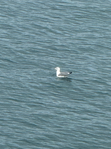 Yellow-legged Gull