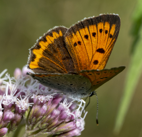 Large Copper