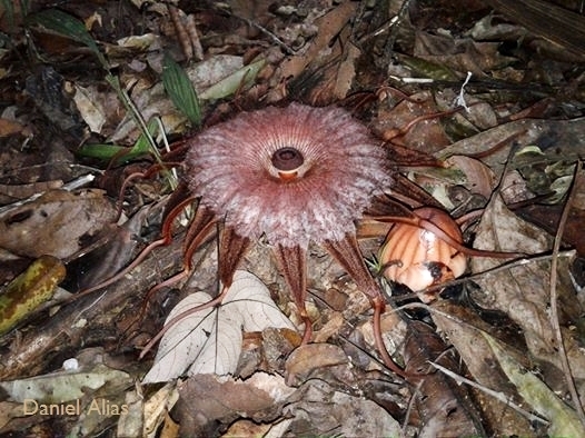 Rhizanthes lowii