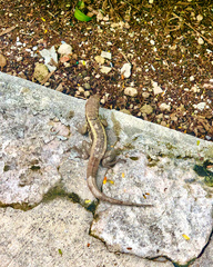 Leiocephalus psammodromus