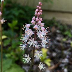 Tiarella stolonifera