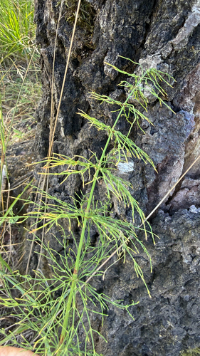 wood horsetail