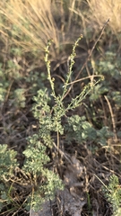 Artemisia santonicum, photograph (c) Christoph Moning, some rights reserved (CC BY)