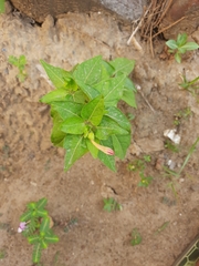 Magnoliopsida