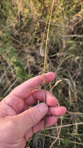 Scirpoides holoschoenus, photograph 5
