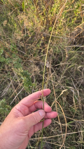 Scirpoides holoschoenus, photograph 6