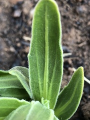 Dimorphotheca spectabilis, photograph (c) Tam, some rights reserved (CC BY-SA)