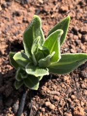 Dimorphotheca spectabilis
