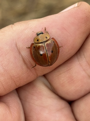 Megalocaria welwitschii