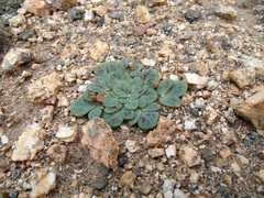 Oxalis pulchella beneprotecta