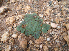 Oxalis pulchella beneprotecta