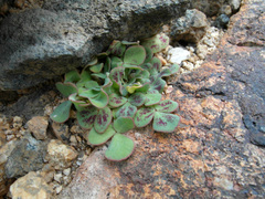 Oxalis pulchella beneprotecta