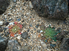 Oxalis pulchella beneprotecta