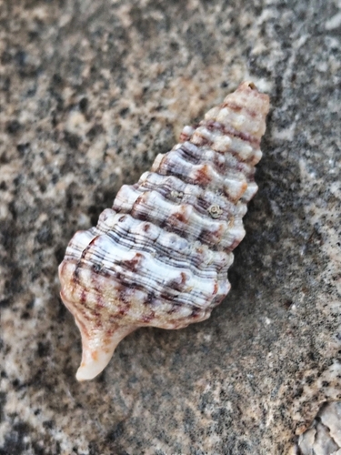 Horn Shell