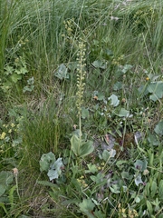 Neottia ovata, photograph (c) Max Fussan, some rights reserved (CC BY)