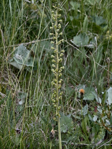 Neottia ovata, photograph 4