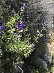Psorothamnus arborescens