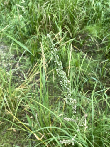 american slough grass