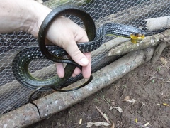 Chironius multiventris