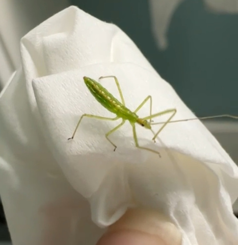 Pale Green Assassin Bug