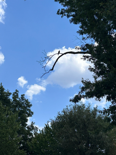 Mississippi Kite observed by edafan
