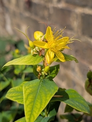 Hypericum hircinum