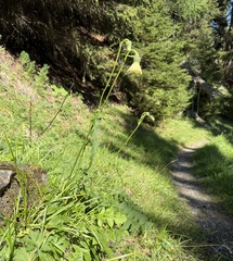 Cirsium erisithales