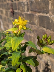 Hypericum hircinum, photograph author not stated, no rights reserved