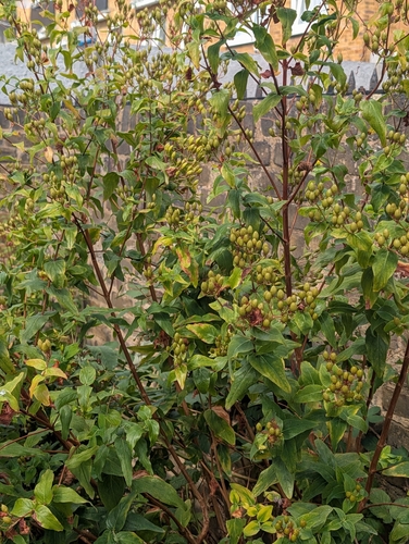 Hypericum hircinum, photograph 4