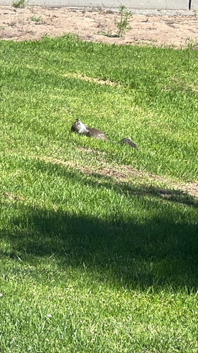California Ground Squirrel observed by michellexortiz