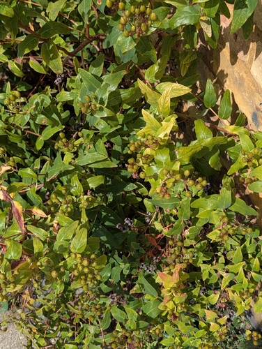 Hypericum hircinum, photograph 5