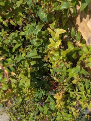Hypericum hircinum, photograph author not stated, no rights reserved