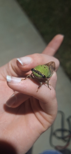 Superb Dog-day Cicada