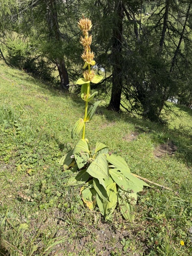 Gentiana lutea, photograph 3