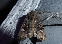 Ichneutica insignis