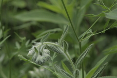 Lithospermum bejariense