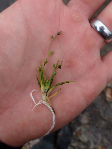 Subularia aquatica, 2026-08-25