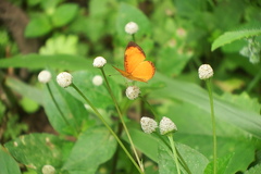 Tegosa pastazena